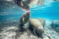   Placid manatees Crystal River Florida taken Canon 50D1022 lens Ikelite housing 50D/10-22 50D10-22 50D 10-22 50D/1022 50D/10 22  
